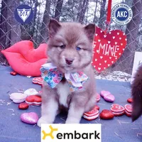 Bi-eye AKC OFA Embark, a female Siberian Husky for sale in Anderson, SC – Photo 1 of 10