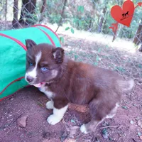 Embark & OFA Tested Parents, a male Siberian Husky for sale in Anderson, SC – 7 of 10