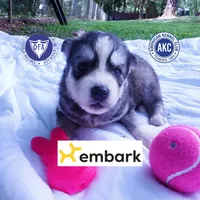 OFA & Embark Tested Parents - Gerogina, a male Siberian Husky for sale in Anderson, SC – 1 of 10