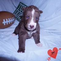 Solid Brown Ready Mid October , a female Siberian Husky for sale in Anderson, SC – 8 of 10