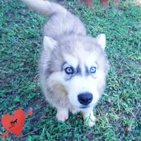 Embark, AKC, & OFA, a female Siberian Husky for sale in Anderson, SC – 5 of 10