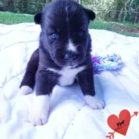 Agouti OFA, AKC, & Embark - Shakira, a female Siberian Husky for sale in Anderson, SC – 6 of 10