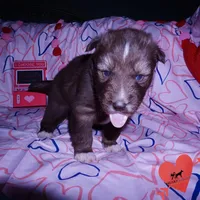 Solid Brown Ready March, a male Siberian Husky for sale in Anderson, SC – Photo 5 of 10