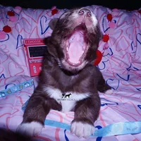 Solid Brown Ready March, a male Siberian Husky for sale in Anderson, SC – Photo 7 of 10