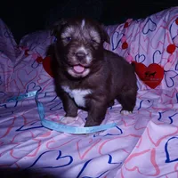 Solid Brown Ready March, a male Siberian Husky for sale in Anderson, SC – Photo 6 of 10