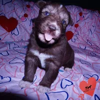 Solid Brown Ready March, a male Siberian Husky for sale in Anderson, SC – Photo 8 of 10