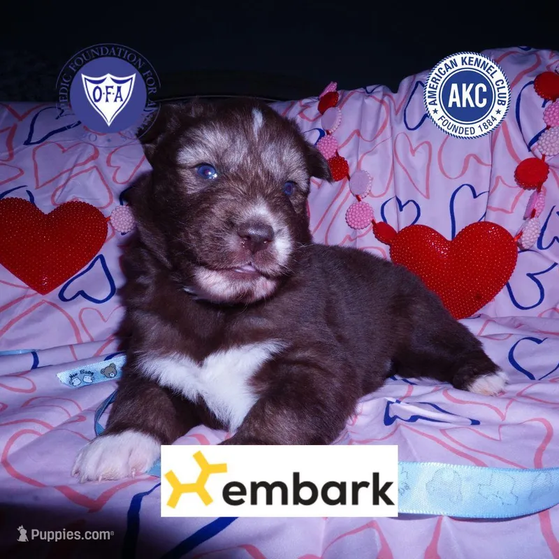 Solid Brown Ready March