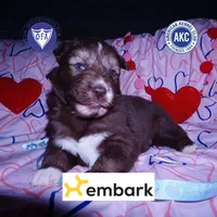 Solid Brown Ready March, a male Siberian Husky for sale in Anderson, SC – Photo 1 of 10