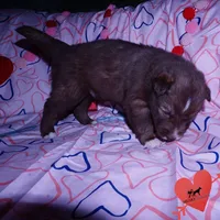 Solid Brown Ready March, a male Siberian Husky for sale in Anderson, SC – Photo 2 of 10