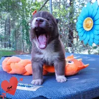 Solid Brown Embark OFA AKC - Nami, a female Siberian Husky for sale in Anderson, SC – 9 of 10