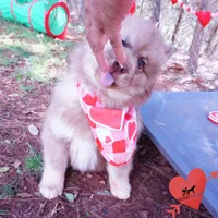 Amber Eyes Embark, OFA, AKC, a male Siberian Husky for sale in Anderson, SC – Photo 7 of 10