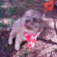 Amber Eyes Embark, OFA, AKC, a male Siberian Husky for sale in Anderson, SC – Photo 5 of 10