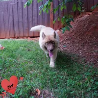 AKC Solid Brown OFA Embark, a female Siberian Husky for sale in Anderson, SC – 4 of 10