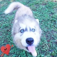 Embark, AKC, & OFA, a female Siberian Husky for sale in Anderson, SC – 7 of 10