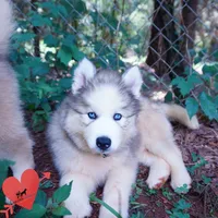 OFA & Embark Tested Parents, a female Siberian Husky for sale in Anderson, SC – 2 of 10