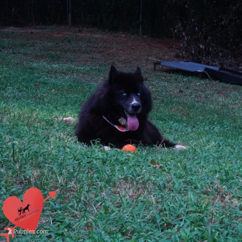 AKC OFA Solid Black - Raven – Siberian Husky puppy for sale in Anderson, SC
