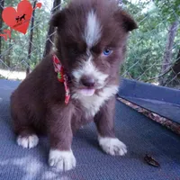 AKC Brown/white OFA, a female Siberian Husky for sale in Anderson, SC – 4 of 10