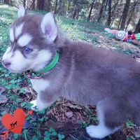OFA & AKC - Hades, a male Siberian Husky for sale in Anderson, SC – 8 of 10