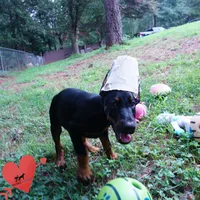 Ears Cropped - 100% Euro, a female Doberman Pinscher for sale in Anderson, SC – 2 of 10