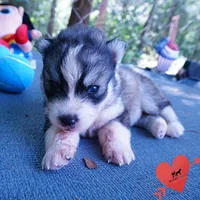 OFA & Embark Tested Parents - Usopp, a male Siberian Husky for sale in Anderson, SC – 7 of 10