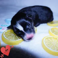 Health Tested Parents - Cyclops, a male Siberian Husky for sale in Anderson, SC – 3 of 10