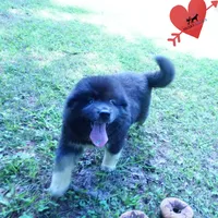 AKC Black/white OFA & Embark, a female Siberian Husky for sale in Anderson, SC – 6 of 10