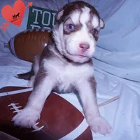 OFA & AKC Red/white, a male Siberian Husky for sale in Anderson, SC – 6 of 9