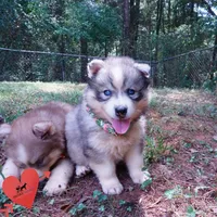 OFA & Embark Tested Parents - Usopp, a male Siberian Husky for sale in Anderson, SC – 5 of 10