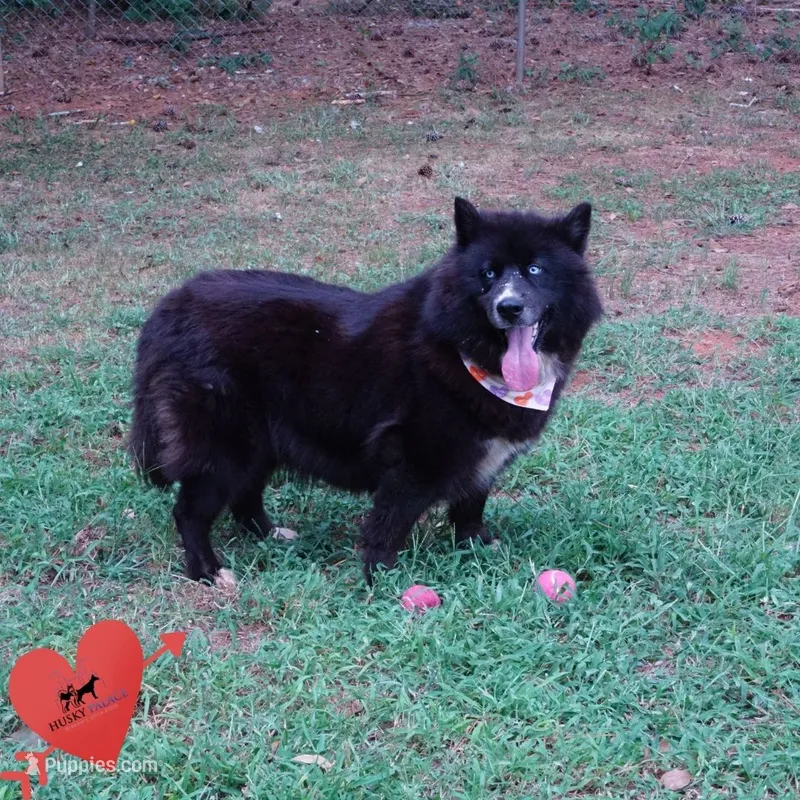 AKC OFA Solid Black - Raven – Siberian Husky puppy for sale in Anderson, SC