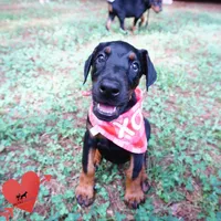 100% European, a  Doberman Pinscher for sale in Anderson, SC – 9 of 10