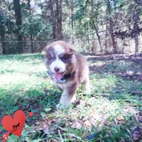 AKC & OFA Poseidon, a male Siberian Husky for sale in Anderson, SC – 4 of 10