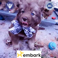 Solid Brown Embark OFA AKC, a male Siberian Husky for sale in Anderson, SC – Photo 1 of 10