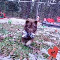 Solid Brown Embark OFA AKC, a male Siberian Husky for sale in Anderson, SC – Photo 6 of 10