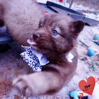 Solid Brown Embark OFA AKC, a male Siberian Husky for sale in Anderson, SC – Photo 2 of 10