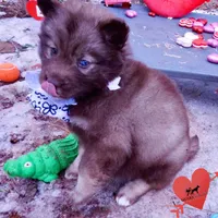 Solid Brown Embark OFA AKC, a male Siberian Husky for sale in Anderson, SC – Photo 4 of 10