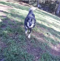 AKC Agouti Trained Spayed, a female Siberian Husky for sale in Anderson, SC – 7 of 8