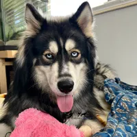 Ready mid October, a  Siberian Husky for sale in Anderson, SC – 9 of 10