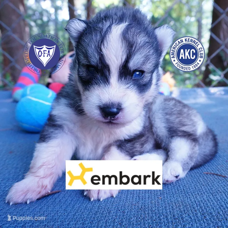 OFA & Embark Tested Parents - Usopp – Siberian Husky puppy for sale in Anderson, SC