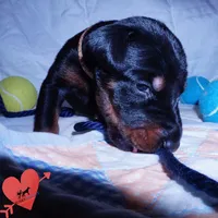 AKC Euro OFA & Embark - Sokka, a male Doberman Pinscher for sale in Anderson, SC – 4 of 10