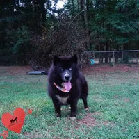 AKC OFA Solid Black - Raven, a female Siberian Husky for sale in Anderson, SC – 3 of 10