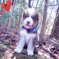 AKC & OFA Poseidon, a male Siberian Husky for sale in Anderson, SC – 3 of 10