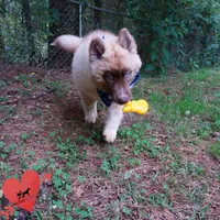 AKC Embark & OFA Parents, a male Siberian Husky for sale in Anderson, SC – 5 of 10