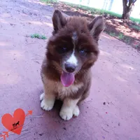 Embark & OFA Tested Parents, a male Siberian Husky for sale in Anderson, SC – 9 of 10