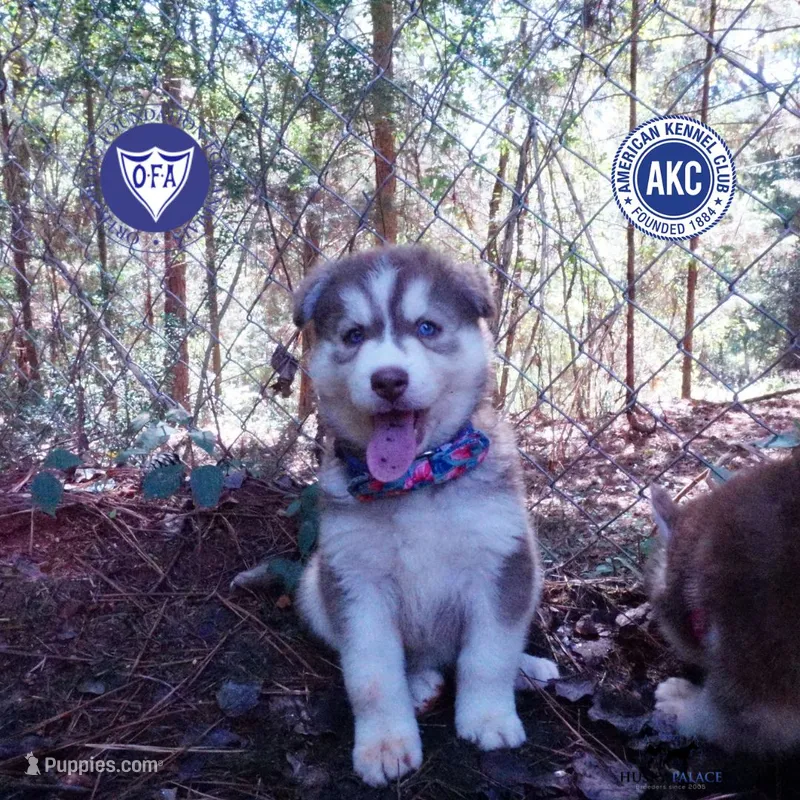OFA & AKC Red/white – Siberian Husky puppy for sale in Anderson, SC