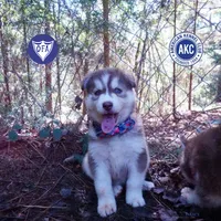 OFA & AKC Red/white, a male Siberian Husky for sale in Anderson, SC – 1 of 10