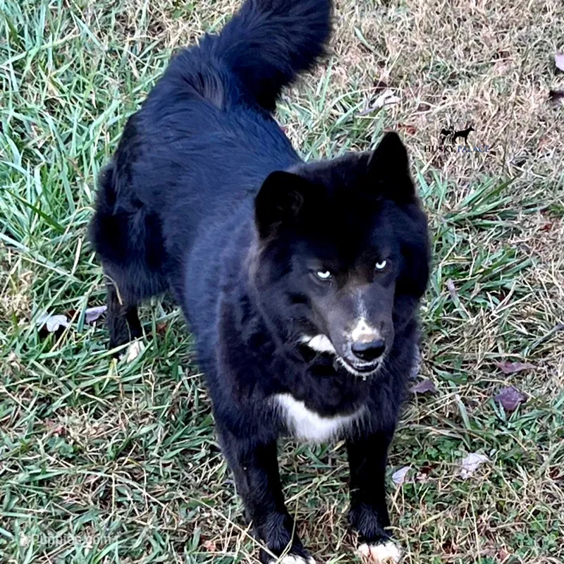 AKC OFA Solid Black - Raven – Siberian Husky puppy for sale in Anderson, SC