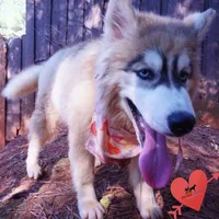 Embark, AKC, & OFA, a female Siberian Husky for sale in Anderson, SC – 6 of 8
