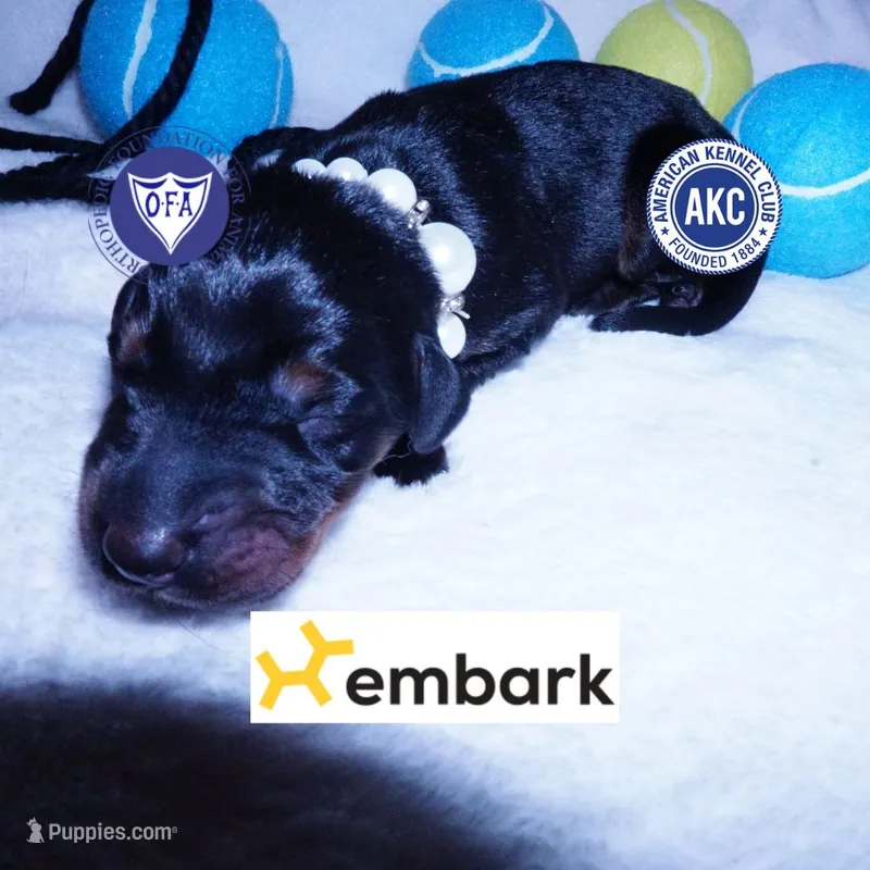 AKC Euro OFA & Embark – Doberman Pinscher puppy for sale in Anderson, SC