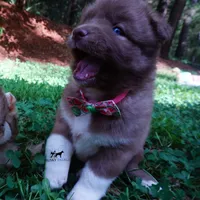 AKC Solid Brown OFA & Embark, a female Siberian Husky for sale in Anderson, SC – 2 of 10