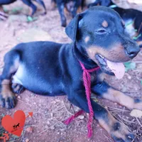 AKC Euro OFA & Embark - Hakoda, a male Doberman Pinscher for sale in Anderson, SC – 5 of 10
